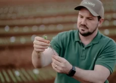 soja sementes tecnologia - conexão agro