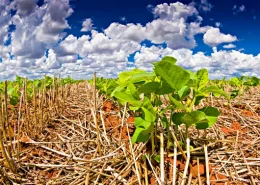 img_seminario_sustentabilidade_soja_carbono_embrapa_conexao_agro Seminário Embrapa Soja Mudanças climáticas carbono sustentabilidade conexão agro