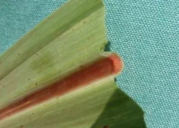 img_sindrome_da_murcha_da_cana_foto_conexão_agro murcha da cana síndrome canavial biológicos conexão agro