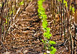 soja baixo carbono embrapa soja resiliência climática conexão agro