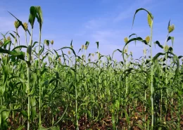 grãos próximos 10 anos sorgo conexão agro