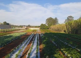 startups olericultura inovação unifil conexão agro