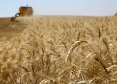 Produção agrícola trigo - Conexão Agro