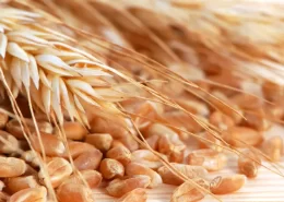 preço mínimo trigo governo - conexão agro