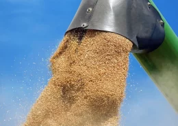 trigo safra umidade medidor de umidade motomco _conexão agro