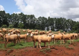 raiva vacinação carneiros ovelhas adapar conexão agro