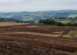 Vazio sanitário da soja - Conexão Agro