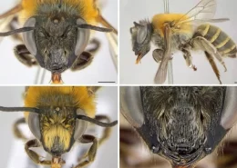 Nova espécie de abelha - Conexão Agro